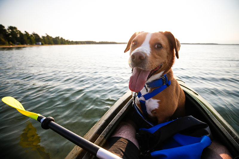 How to Safely Kayak with Your Dog  Kayaking Tips from Log Kayak Rack