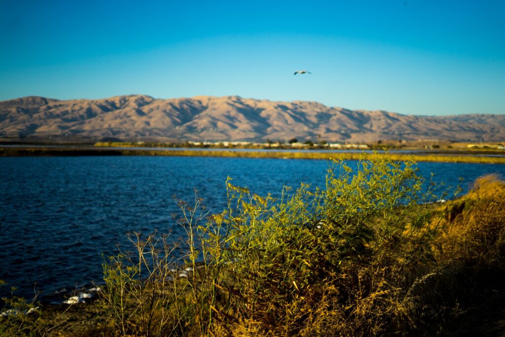 San Jose Kayaking Destination Alviso Marina